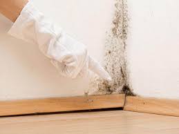 Why You Should Choose Our Mold Remediation Services in Martin, TN